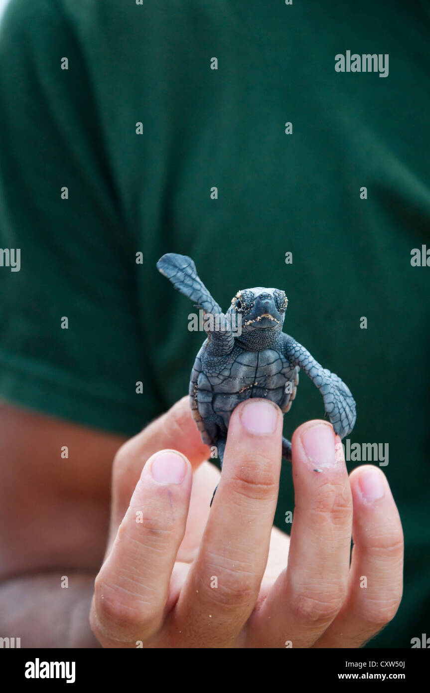 A conservation volunteer holds a baby loggerhead turtle hatchling in their hand. Stock Photo