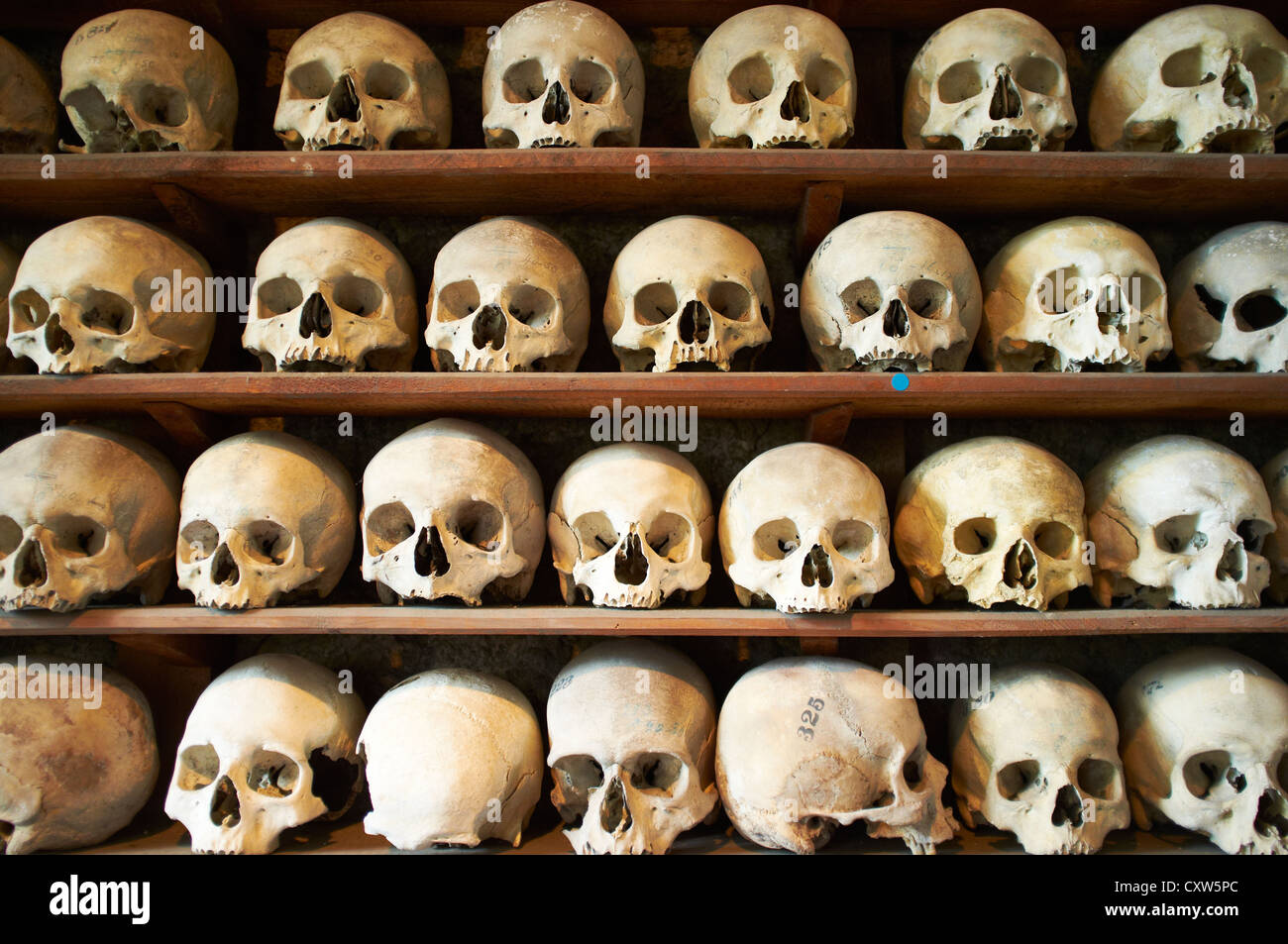 Human bones in the crypt of St Leonard's Church Hythe Kent UK Stock Photo