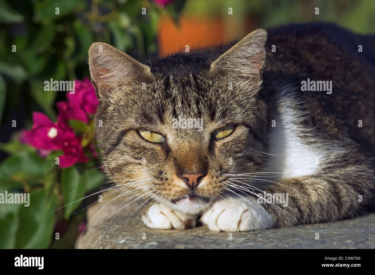 Portrait of a dozing cat looking at camera Stock Photo