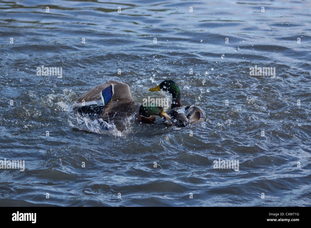 Fighting male Mallard Ducks Stock Photo