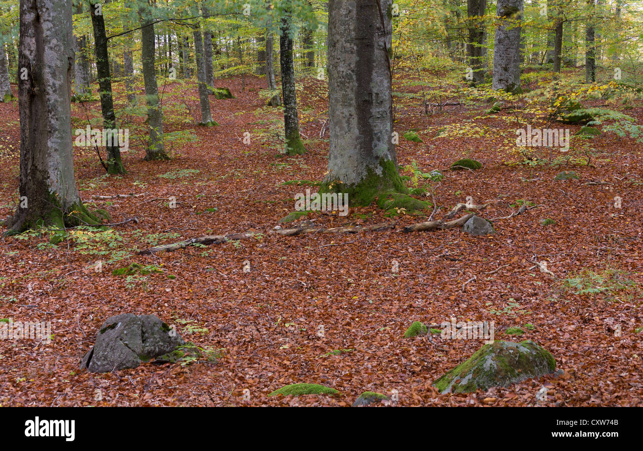 Beechwood forest in the autumn Stock Photo