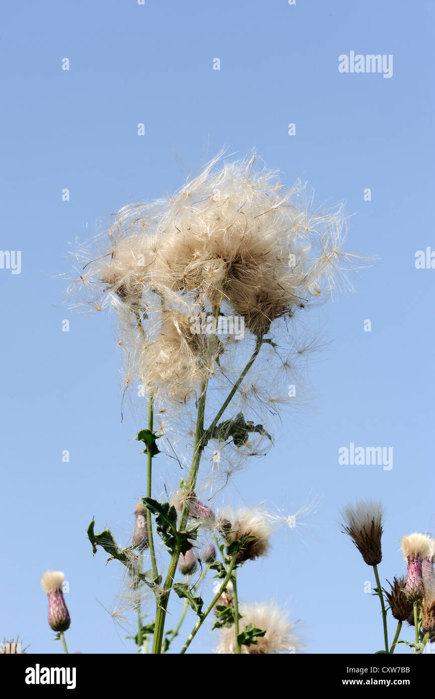 Seed heads and downy seeds of Creeping Thistle  (Cirsium arvense). Bedgebury Forest, Kent, UK. Stock Photo