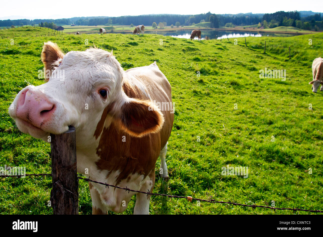 Happy Cow On The Pasture Scratching Ist Head With A Fence Post Stock