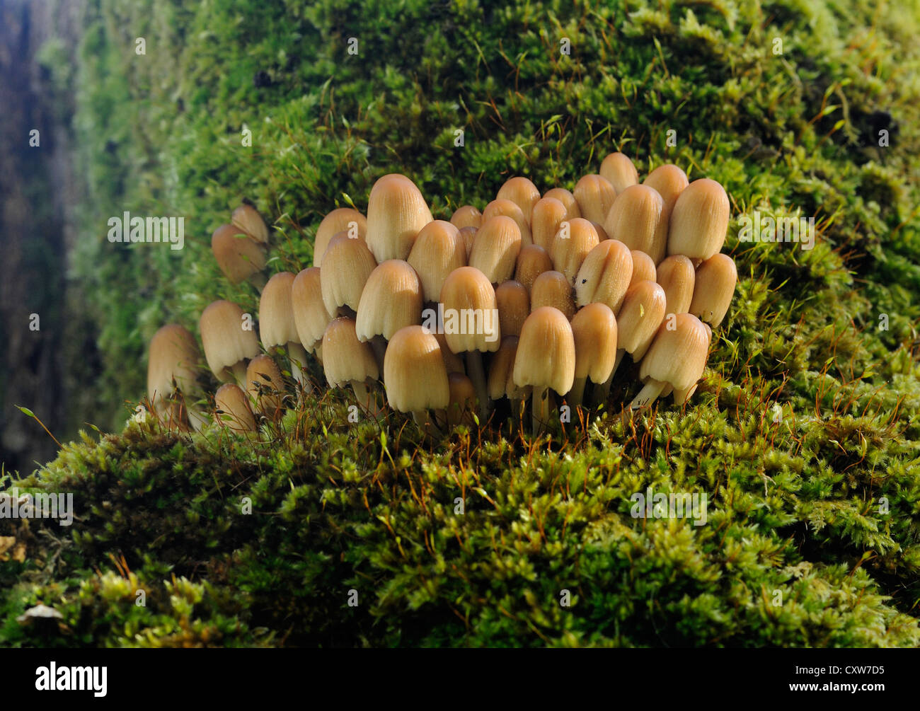 Fungi growing in damp woodland beside a sea loch. Killiechronan,  Isle of Mull, Argyll and Bute, Scotland,  UK. Stock Photo