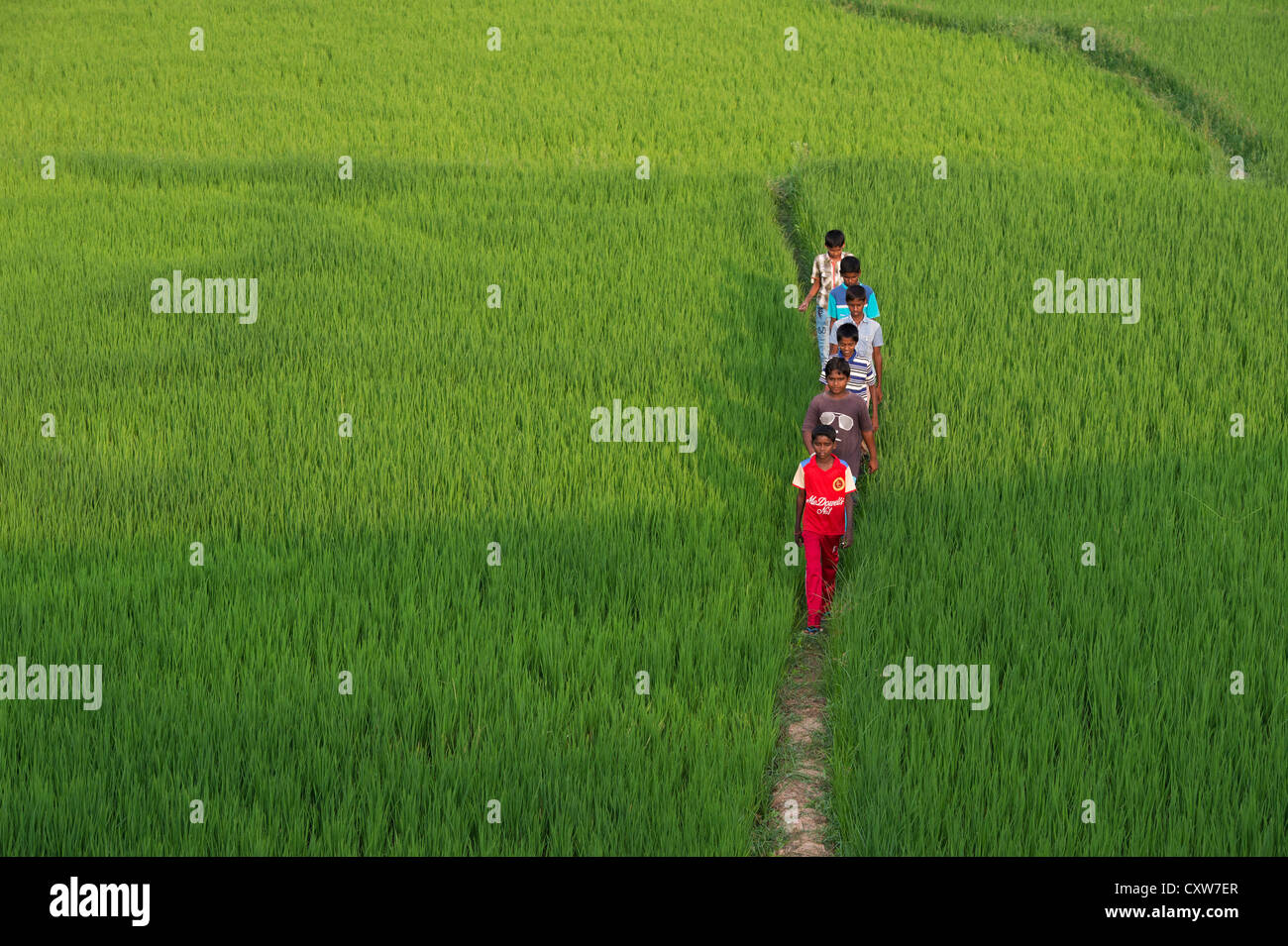 Indian boys walking across a rice paddy. Andhra Pradesh, India Stock Photo