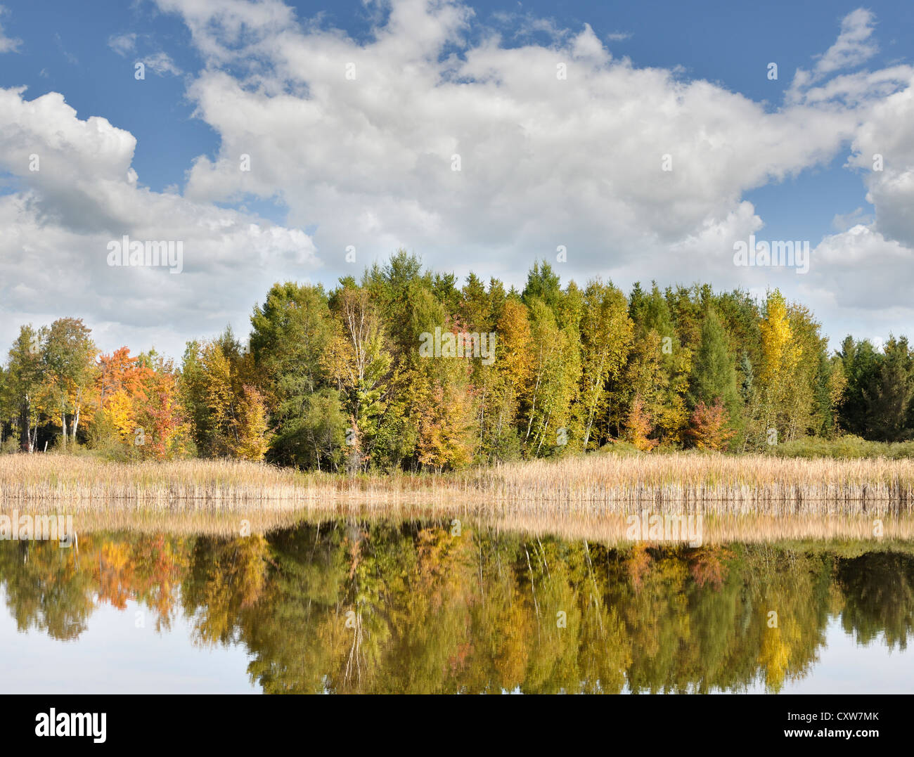 Colorful lake shore forest hi-res stock photography and images - Alamy