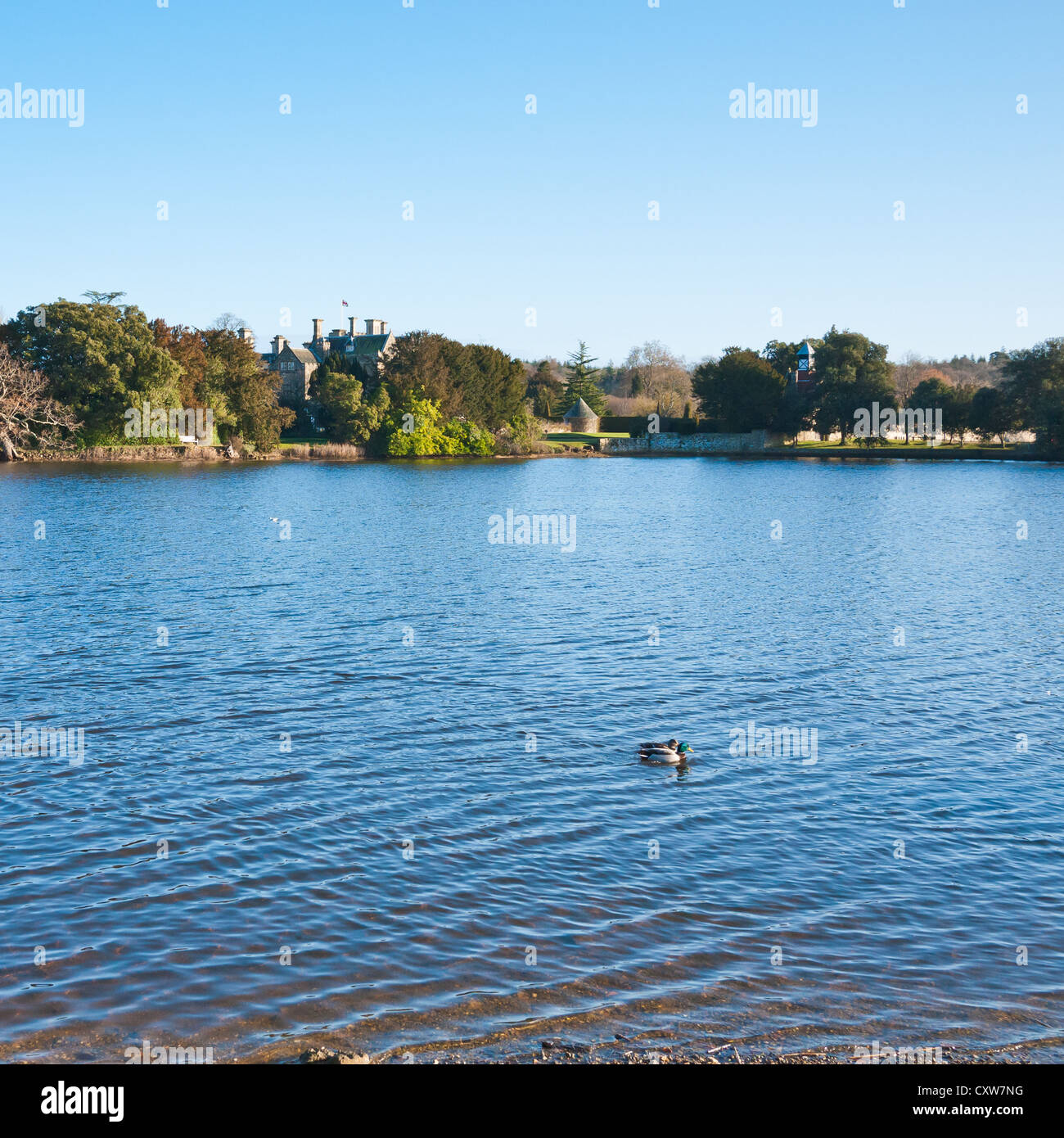 Two ducks paddle around Mill pond at Beaulieu. Stock Photo