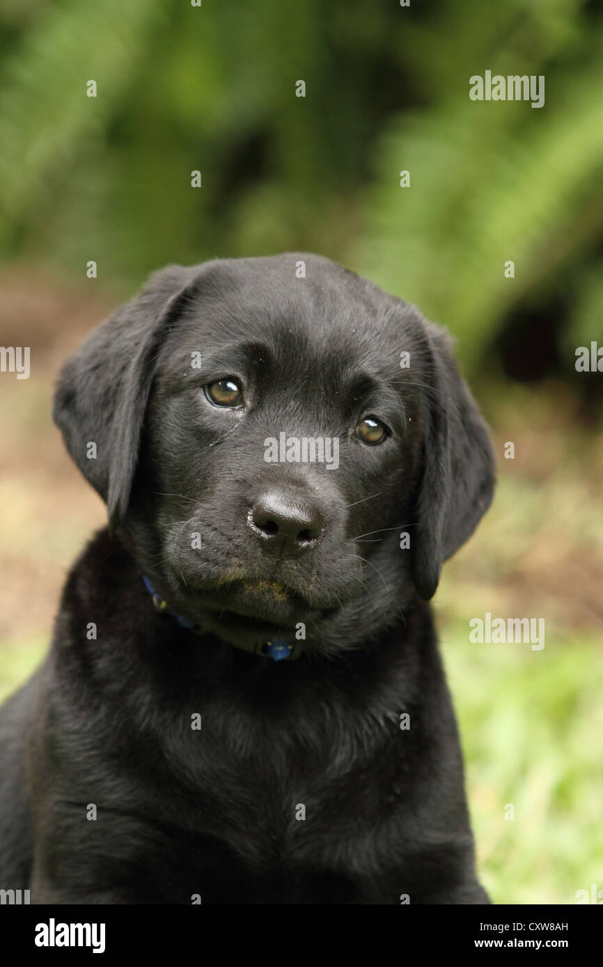 An eight week old Labrador puppy Stock Photo Alamy