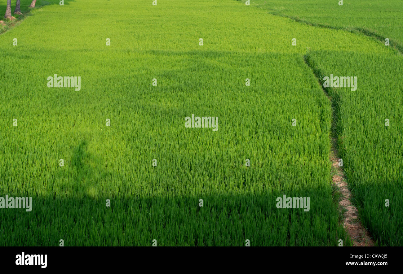 Shadow of an Indian boy riding a bicycle on a planted rice paddy in the indian countryside. Andhra Pradesh, India Stock Photo