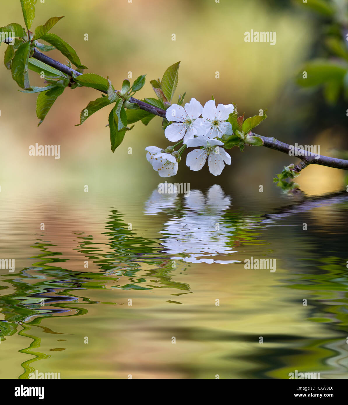 Plum tree blossom and reflection in water. Stock Photo