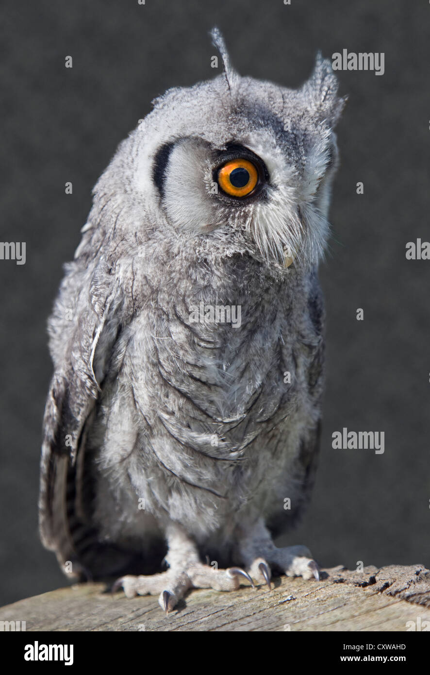 White Faced Scops Owl Fledgling (ptilopsis leucotis) Stock Photo