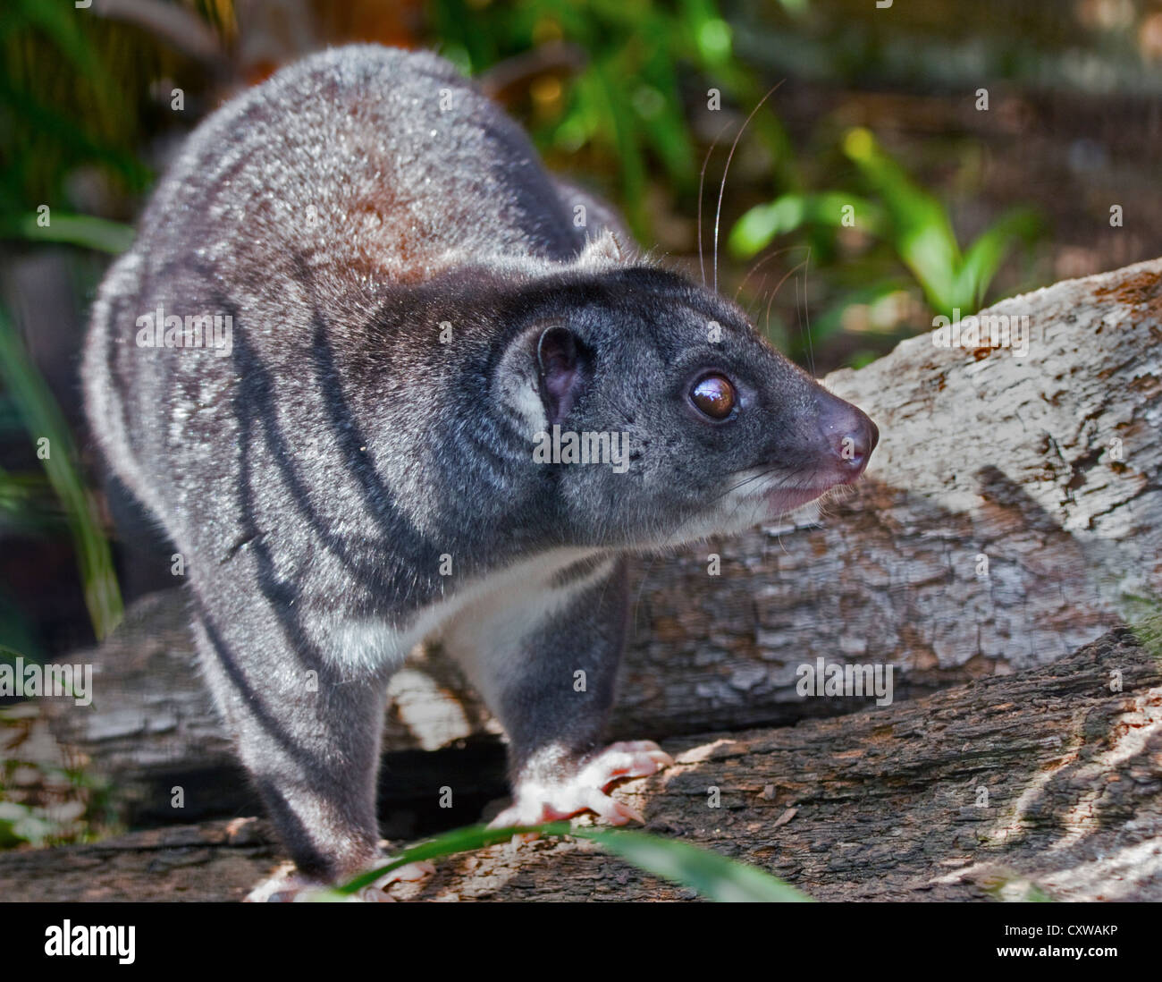 Ground Cuscus (phalanger gymnotis Stock Photo 50958986 Alamy