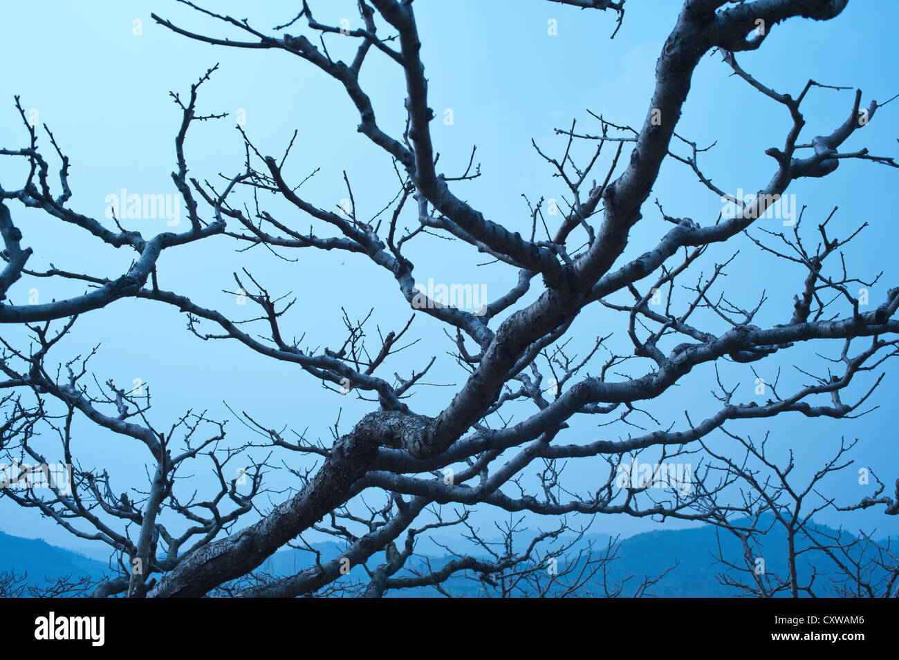 Peach tree branches Stock Photo Alamy