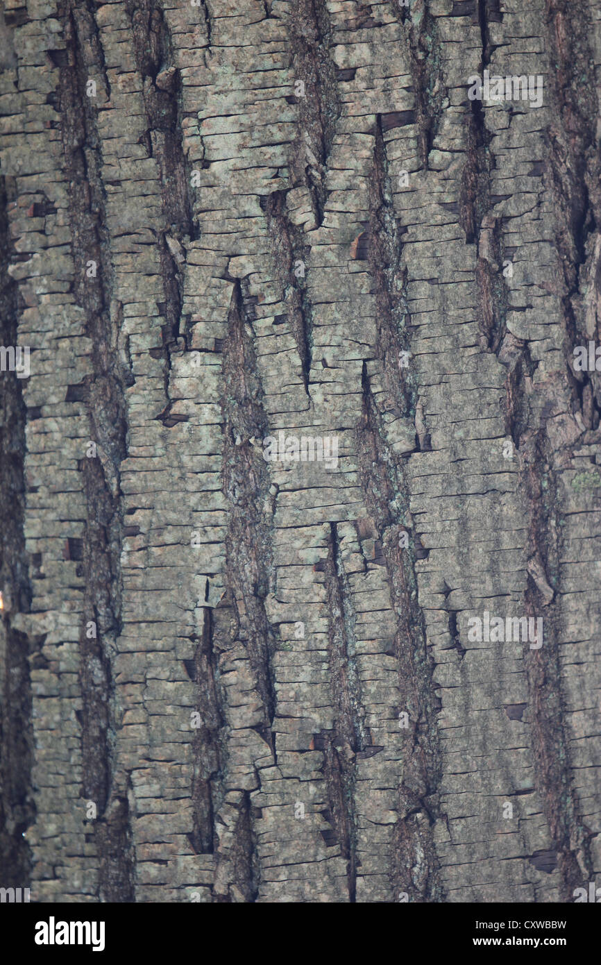 bark, wood, detail, nature, woods, abstract, theme, autumn, photoarkive Stock Photo