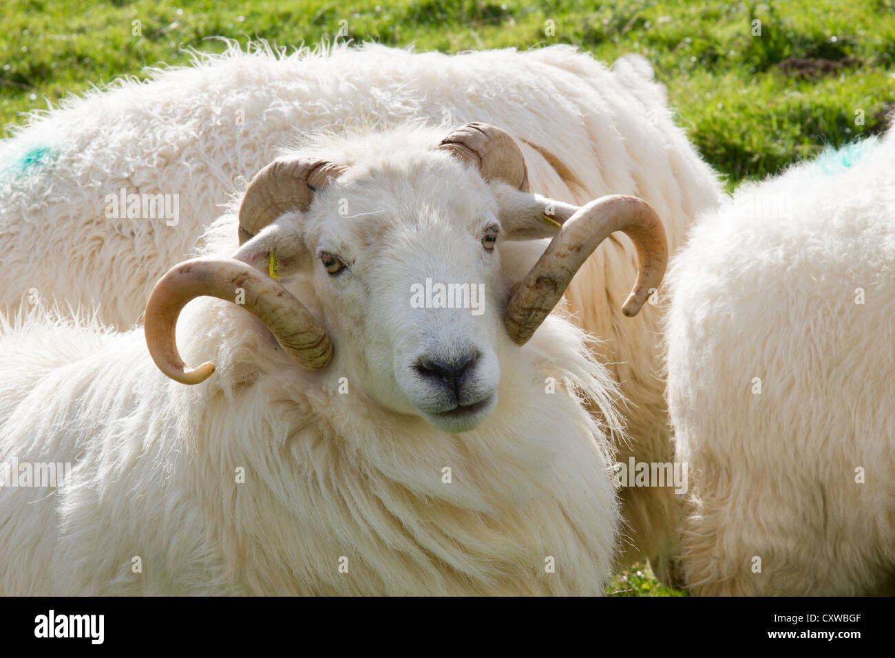 Welsh ram with large curled horns Stock Photo Alamy