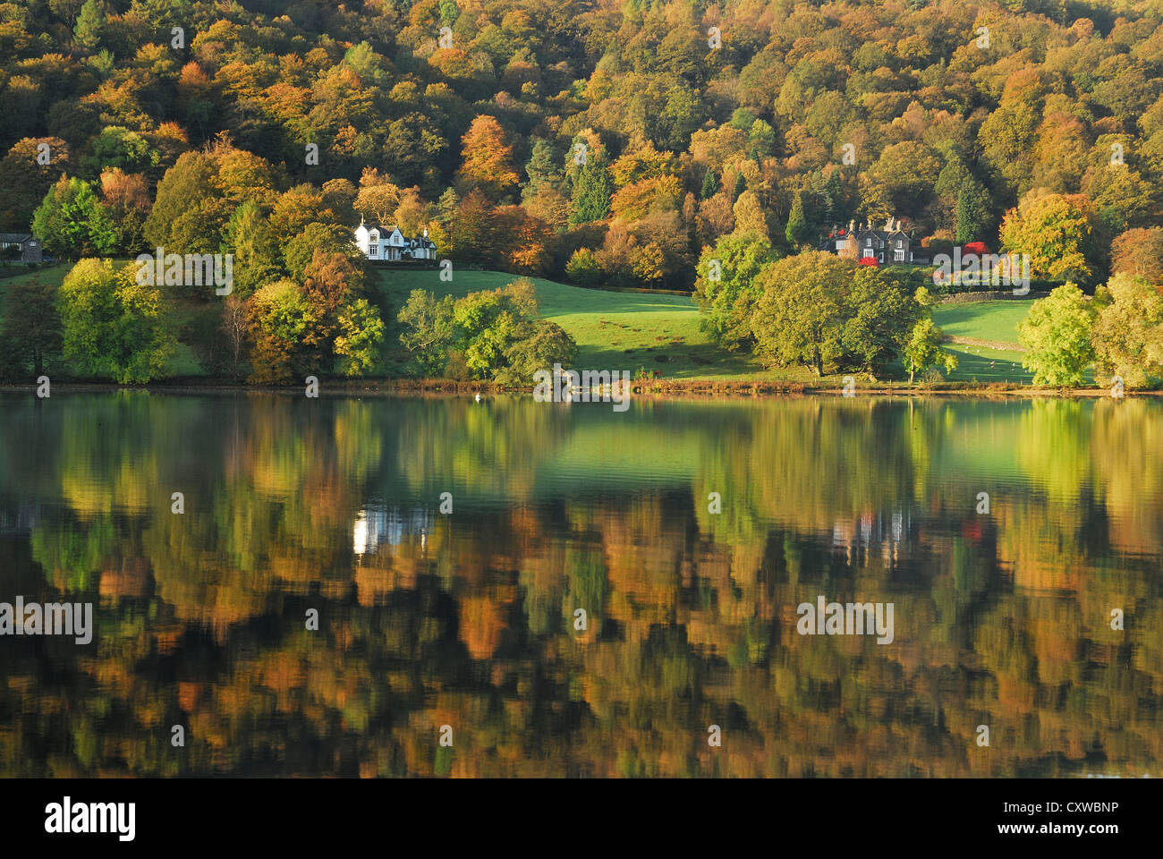 Lake District autumn colours. Trees reflected in the calm surface of Grasmere on an autumn morning. Stock Photo