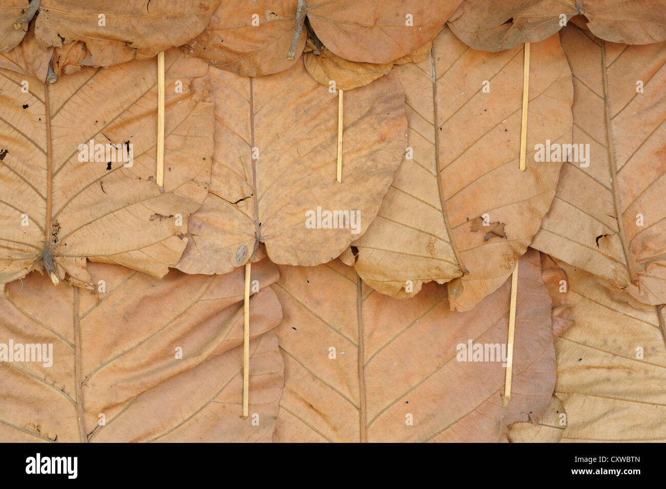 The wall pattern leaves at hut in forest Stock Photo - Alamy