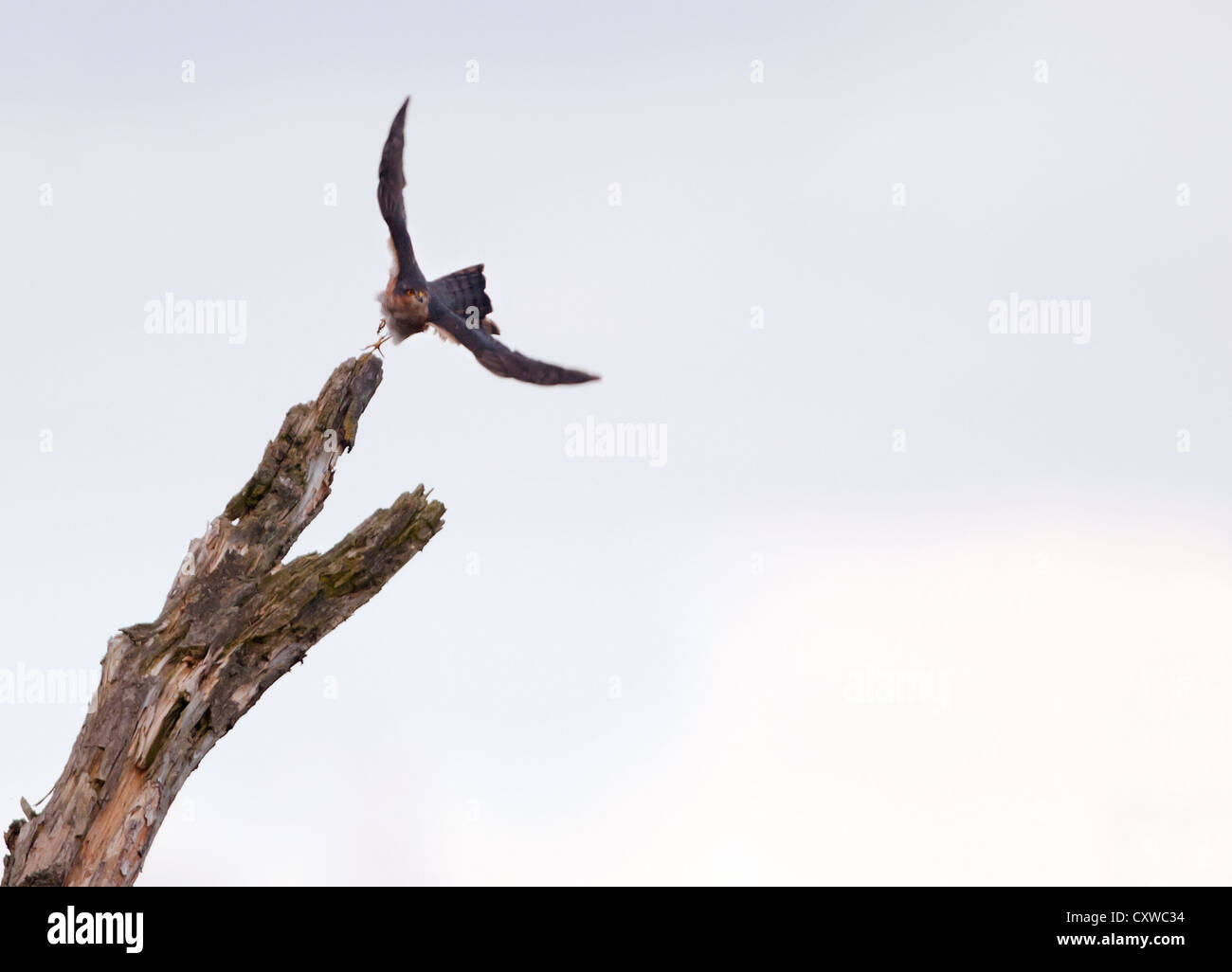 Wild Male Sparrowhawk (Accipiter nisus) taking off from perch Stock Photo