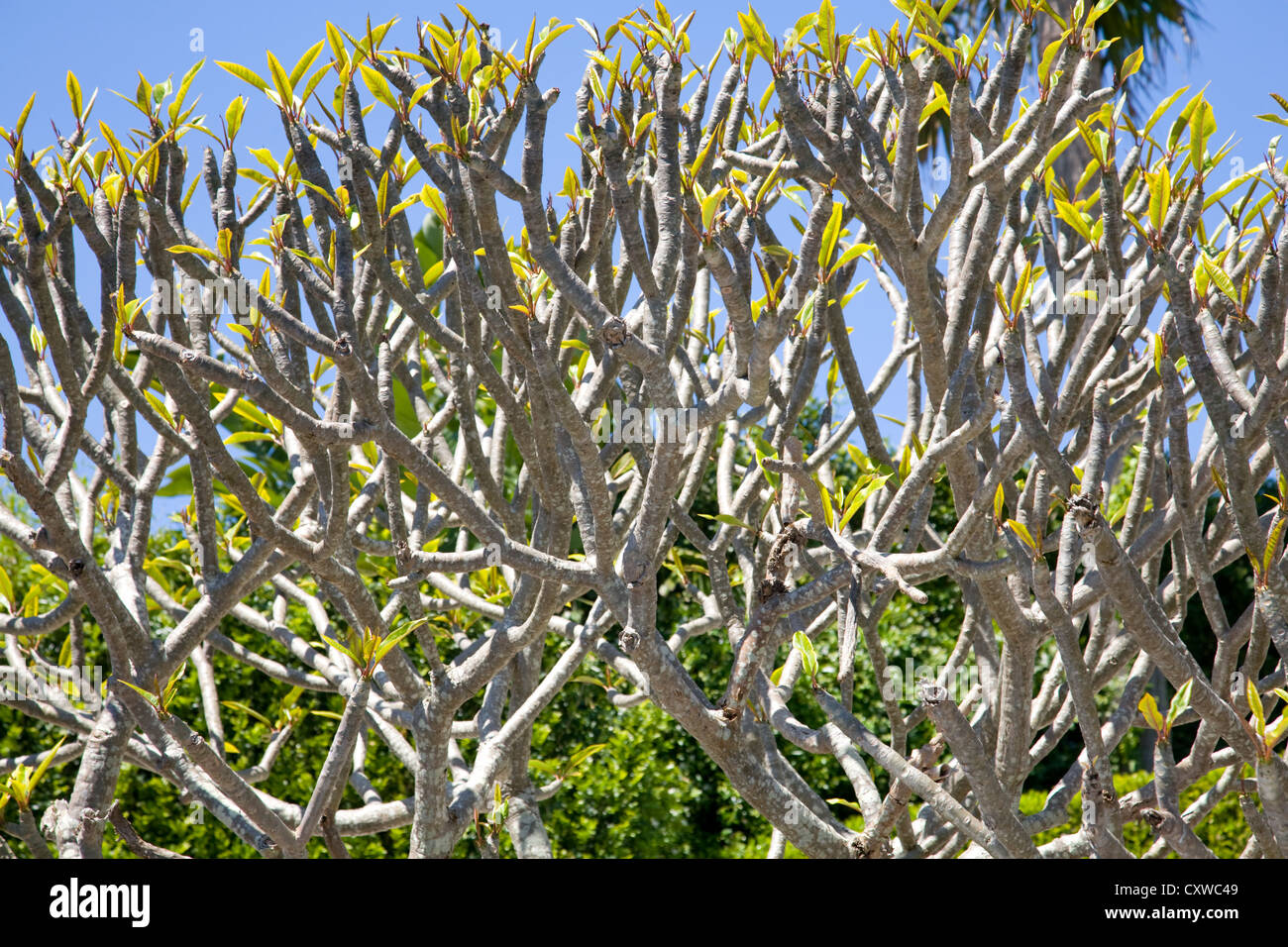 frangipani tree in spring with buds emerging,sydney Stock Photo Alamy