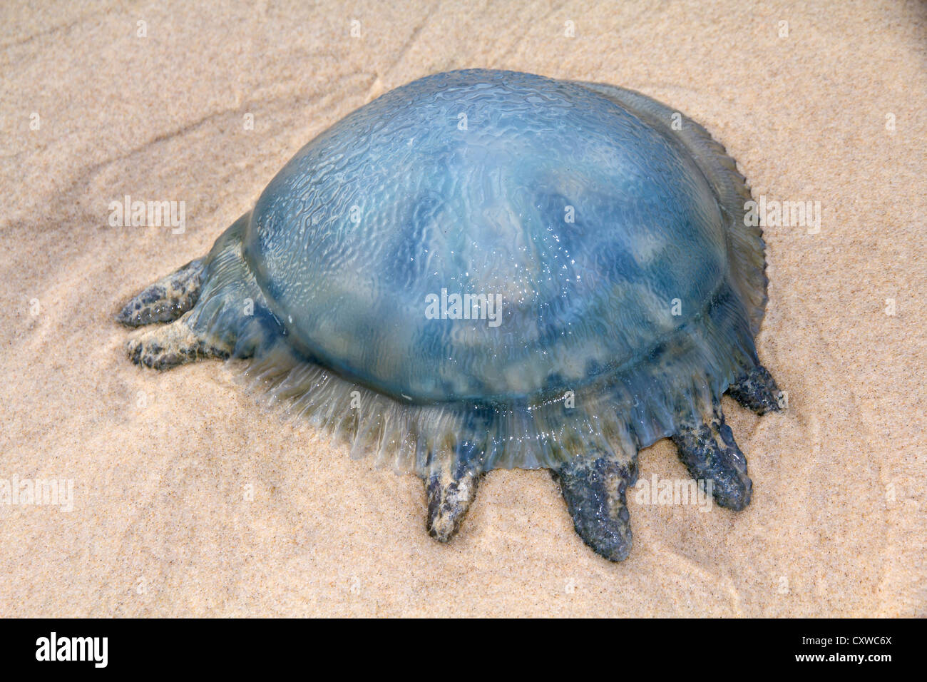 Jelly Blubber, Catostylus mosaicus (also known as the Blue Blubber
