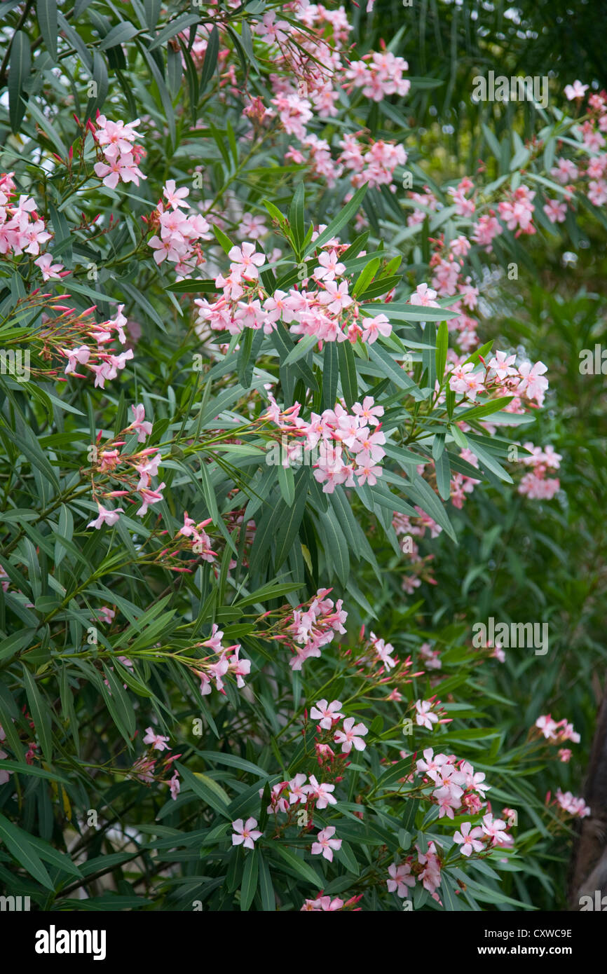 oleander bush in bloom with pink flowers Stock Photo Alamy