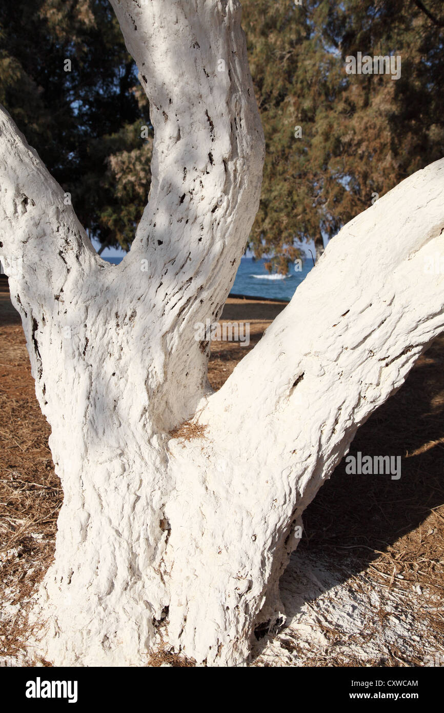 White painted tree trunk in grounds of church Gouves, Crete, Greece