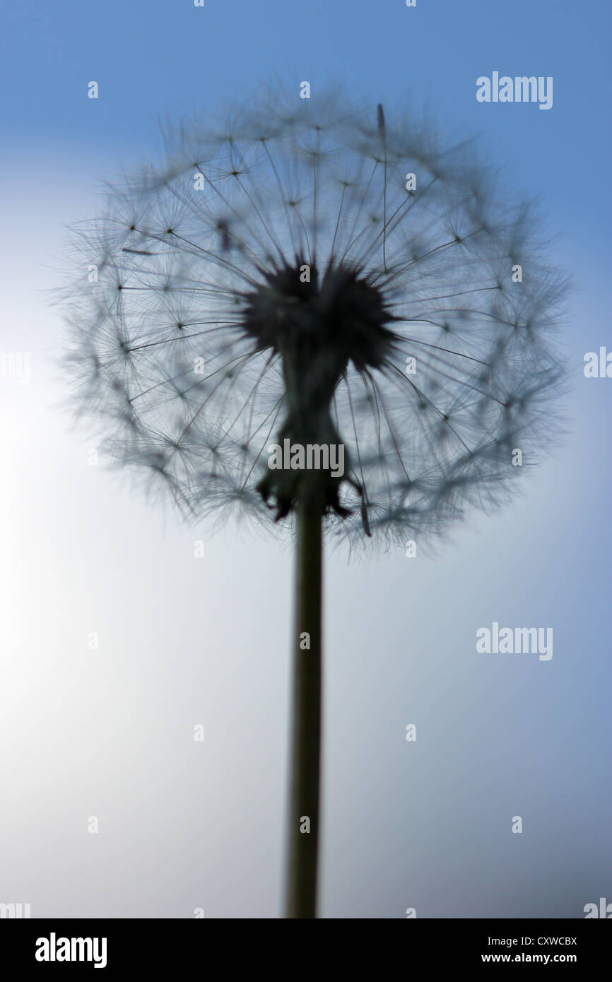 flower , macro photography, photoarkive Stock Photo