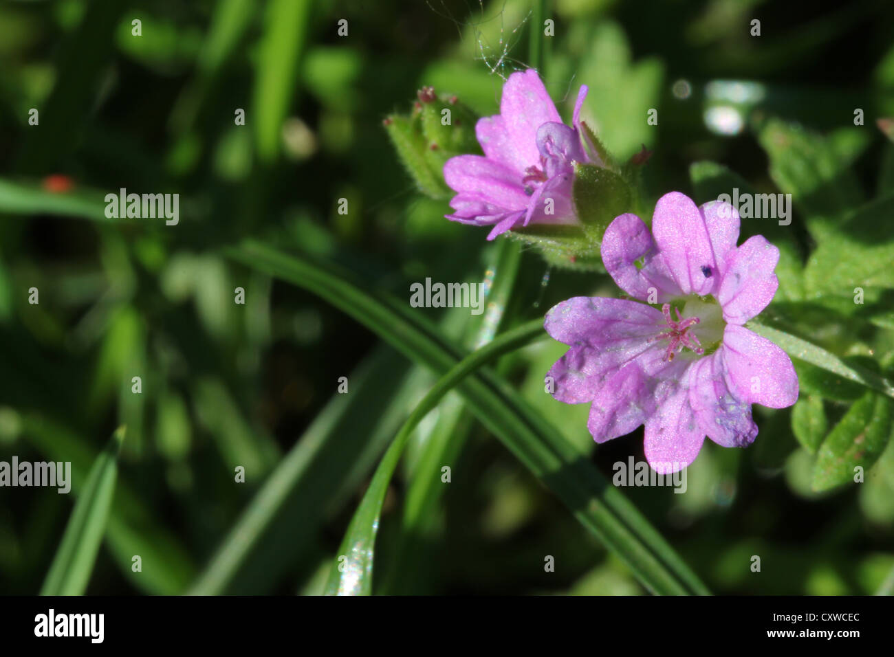 flower, a small violet, macro photography, photoarkive Stock Photo