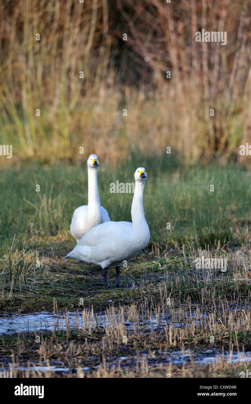 Bewick’s Swan / Tundra Swan (Cygnus Columbianus Stock Photo - Alamy