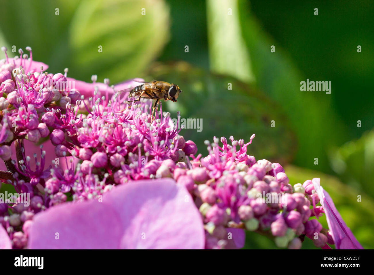 bees gathering nectar from Mauve/ Pink Hydrangea. Stock Photo
