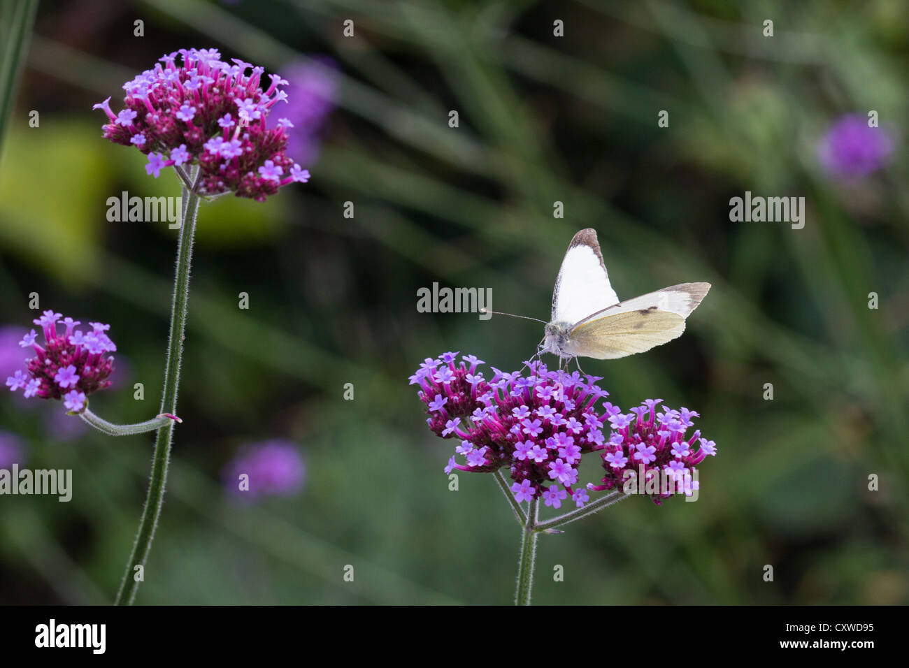 Large White (Pieris brassicae) butterfly gathering nectar from purple Verbena bonariensis flowers Stock Photo