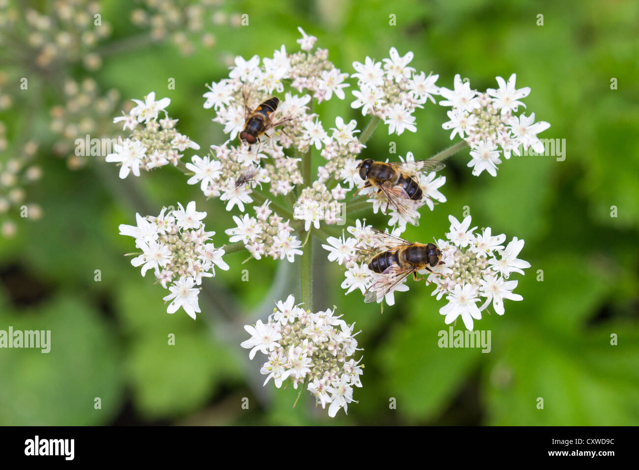 worker bees gathering nectar from white Cow Parsley flowers Stock Photo