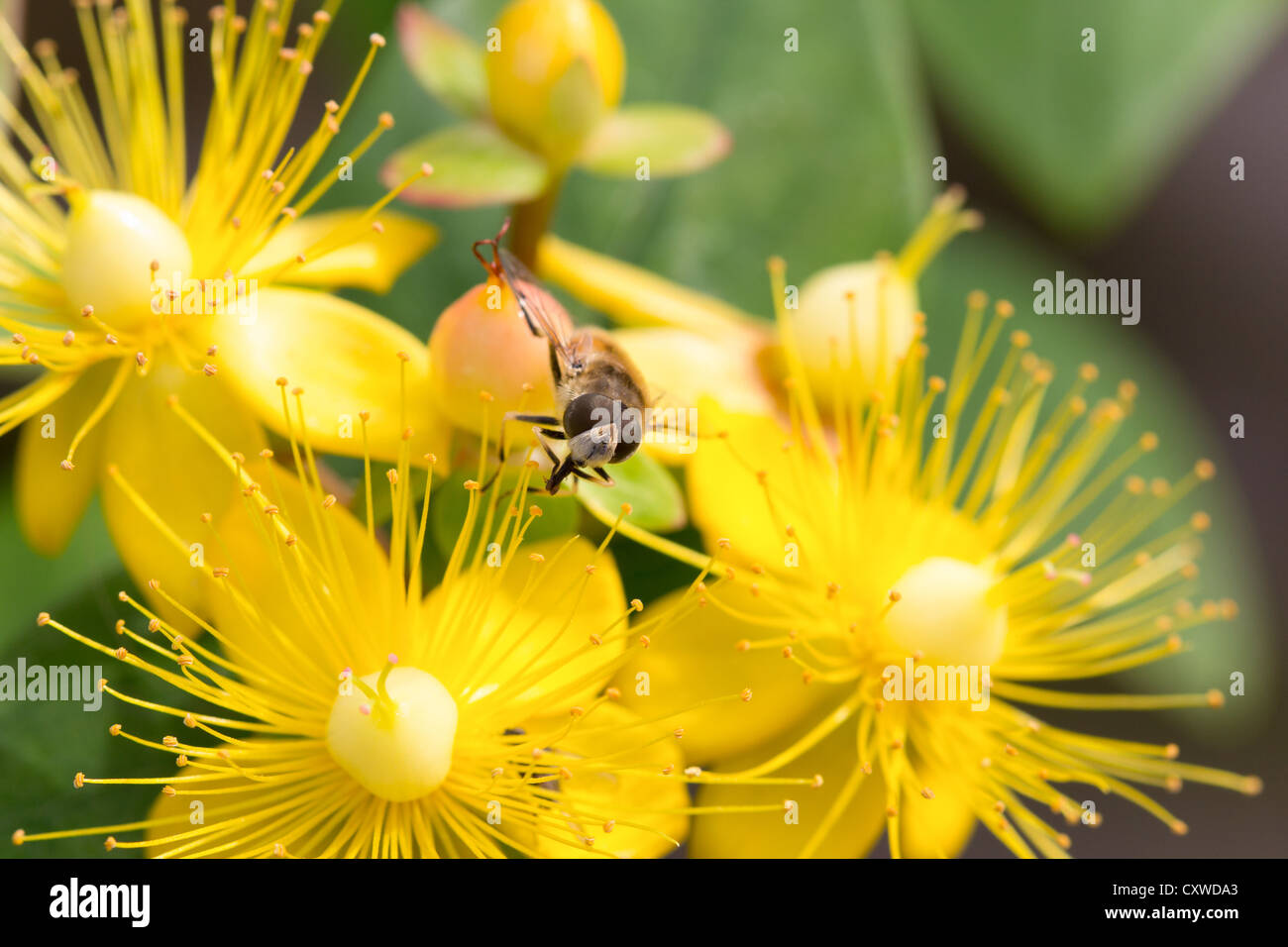 worker bees gathering nectar from yellow St John's-wort Stock Photo