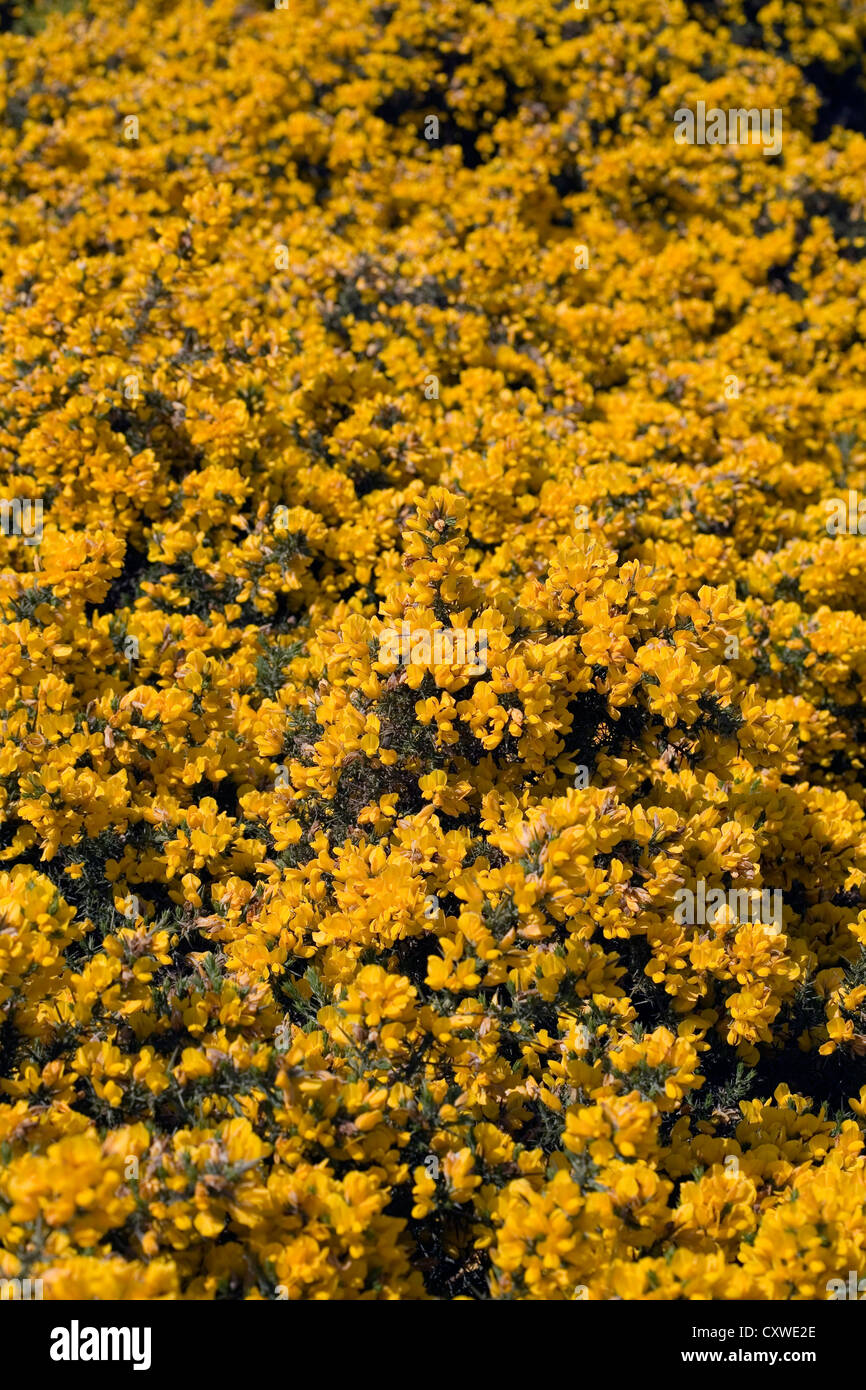 Gorse Bush in flower on the slopes of Eildon Hill Melrose Scottish