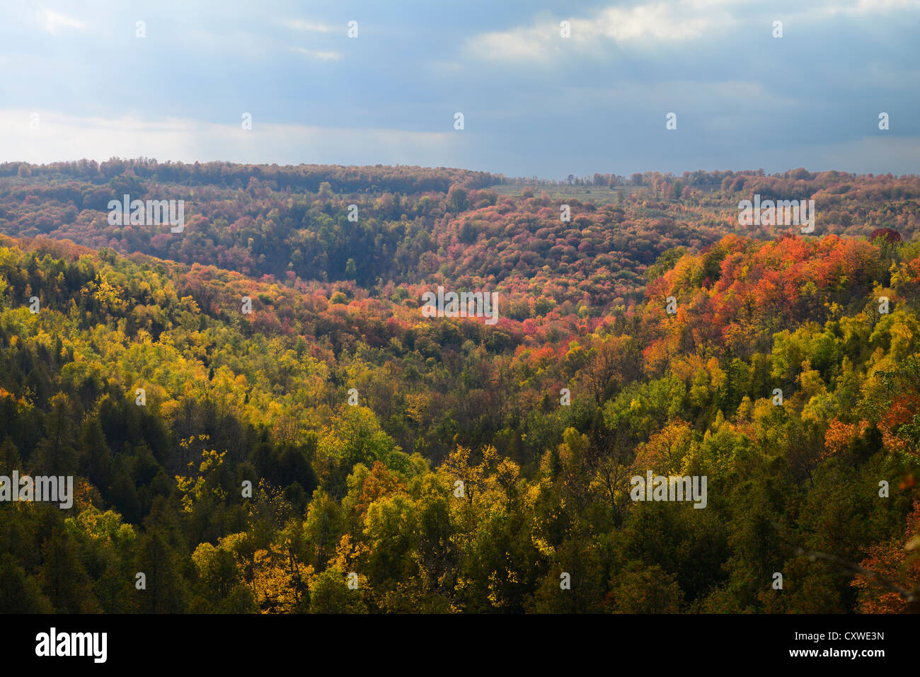 Forest with Fall colors at Eugenia Gorge Beaver Valley Ontario Canada Stock Photo