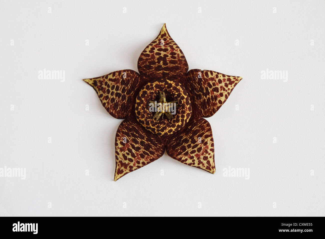 A star flower (starfish) Cactus Orbea variegata syn Staphilia on a white background. Stock Photo