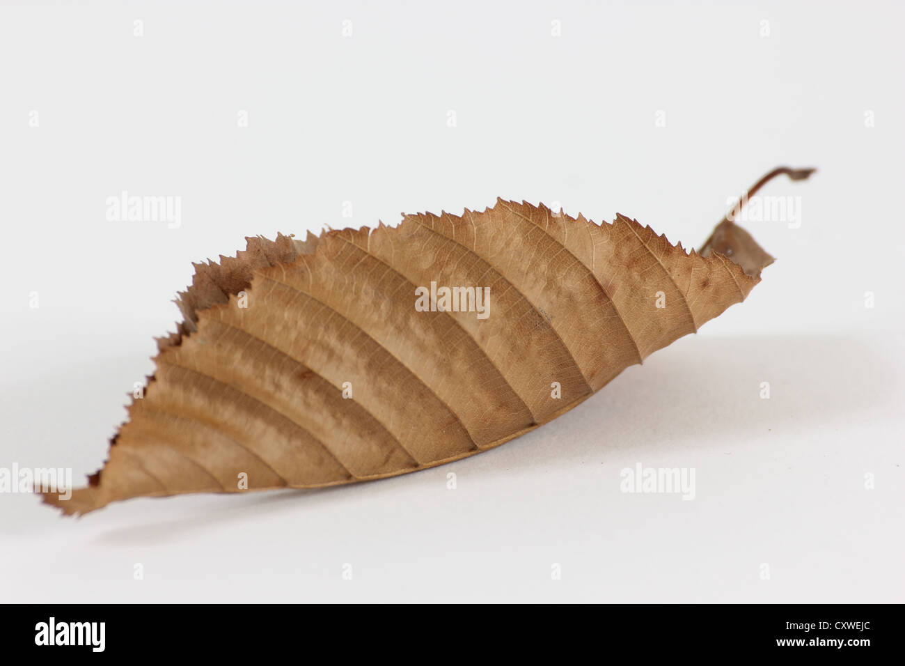 Leaf on a white background studio shot, Leaves, still-life, still life, autumn Stock Photo