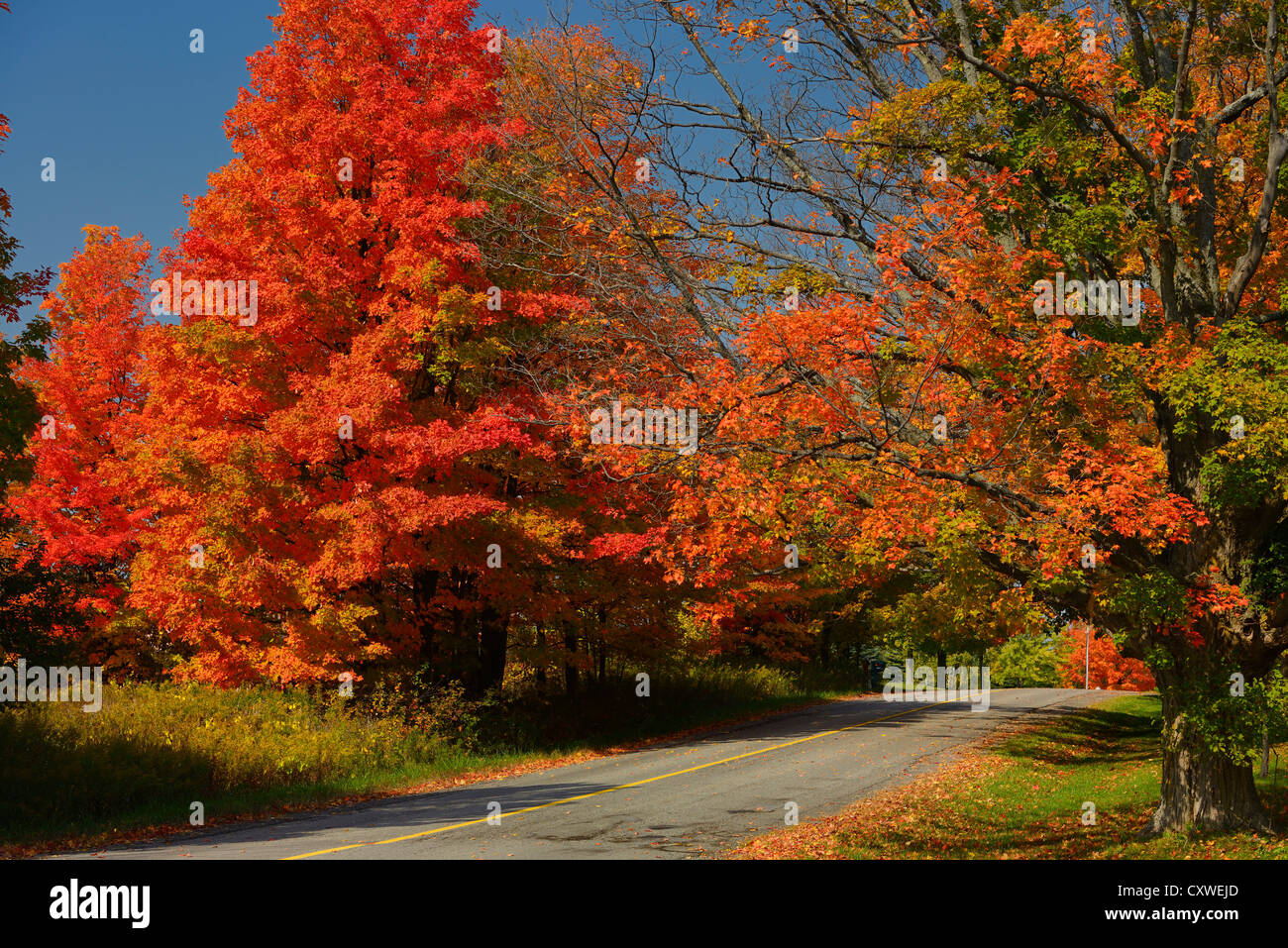 Red Maple trees on Heart Lake Road Caledon Ontario Canada in the ...