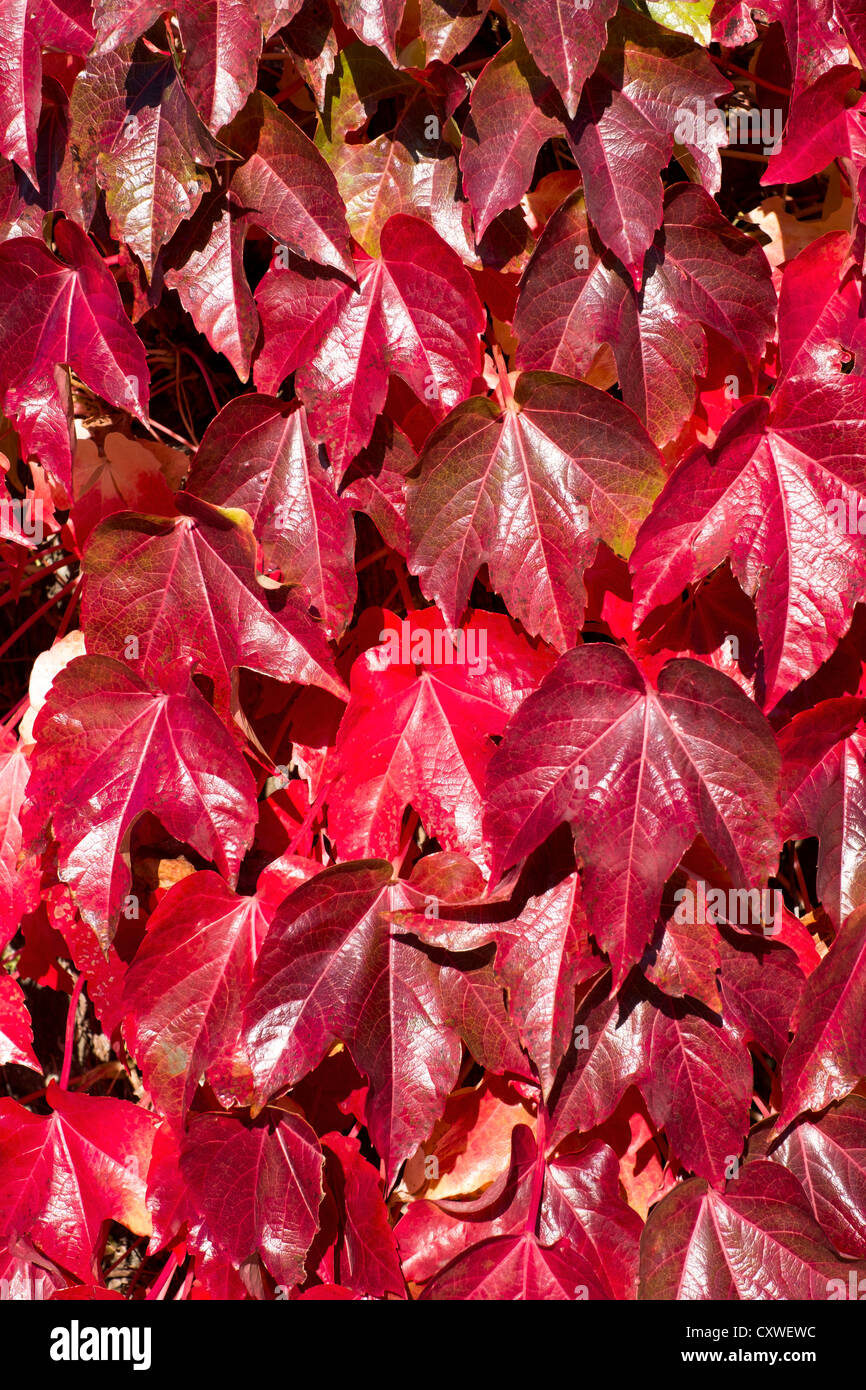 Bright red leaves hi-res stock photography and images - Alamy