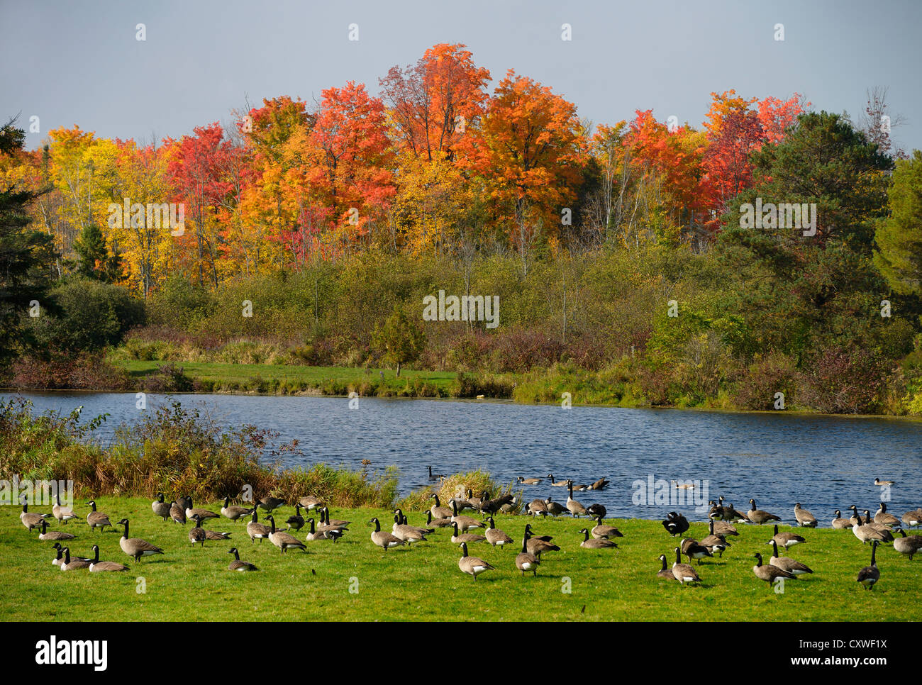 Flock of Canada Geese at a pond in Caledon Ontario with red maple trees in the Fall Stock Photo