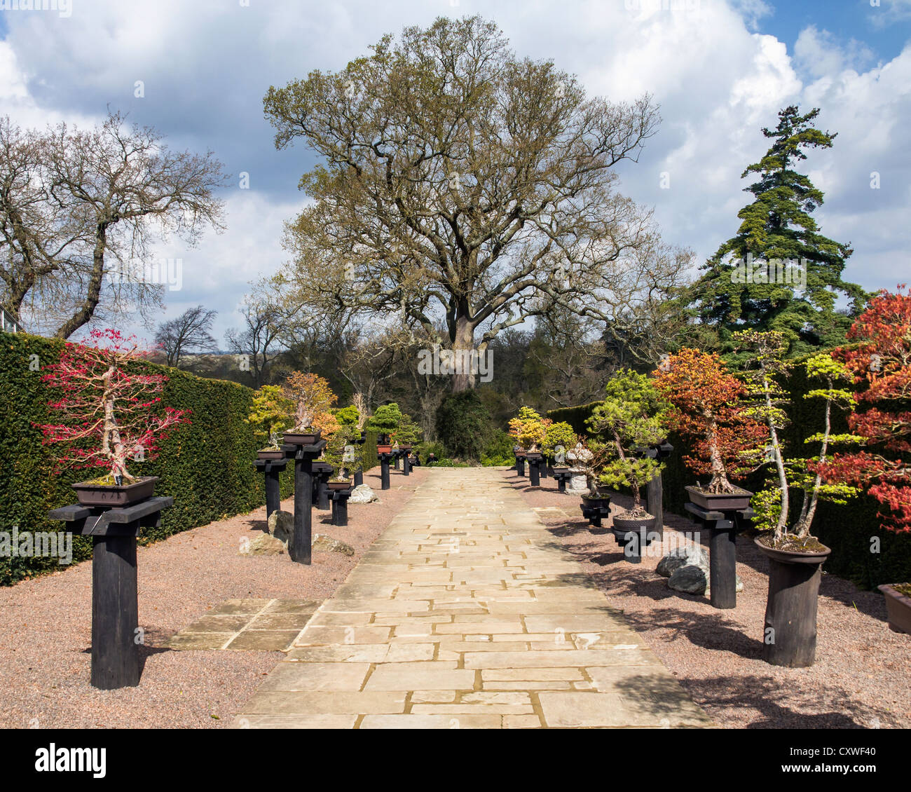 Small and big trees at Wisley Gardens Bonsai trees flank a stone path