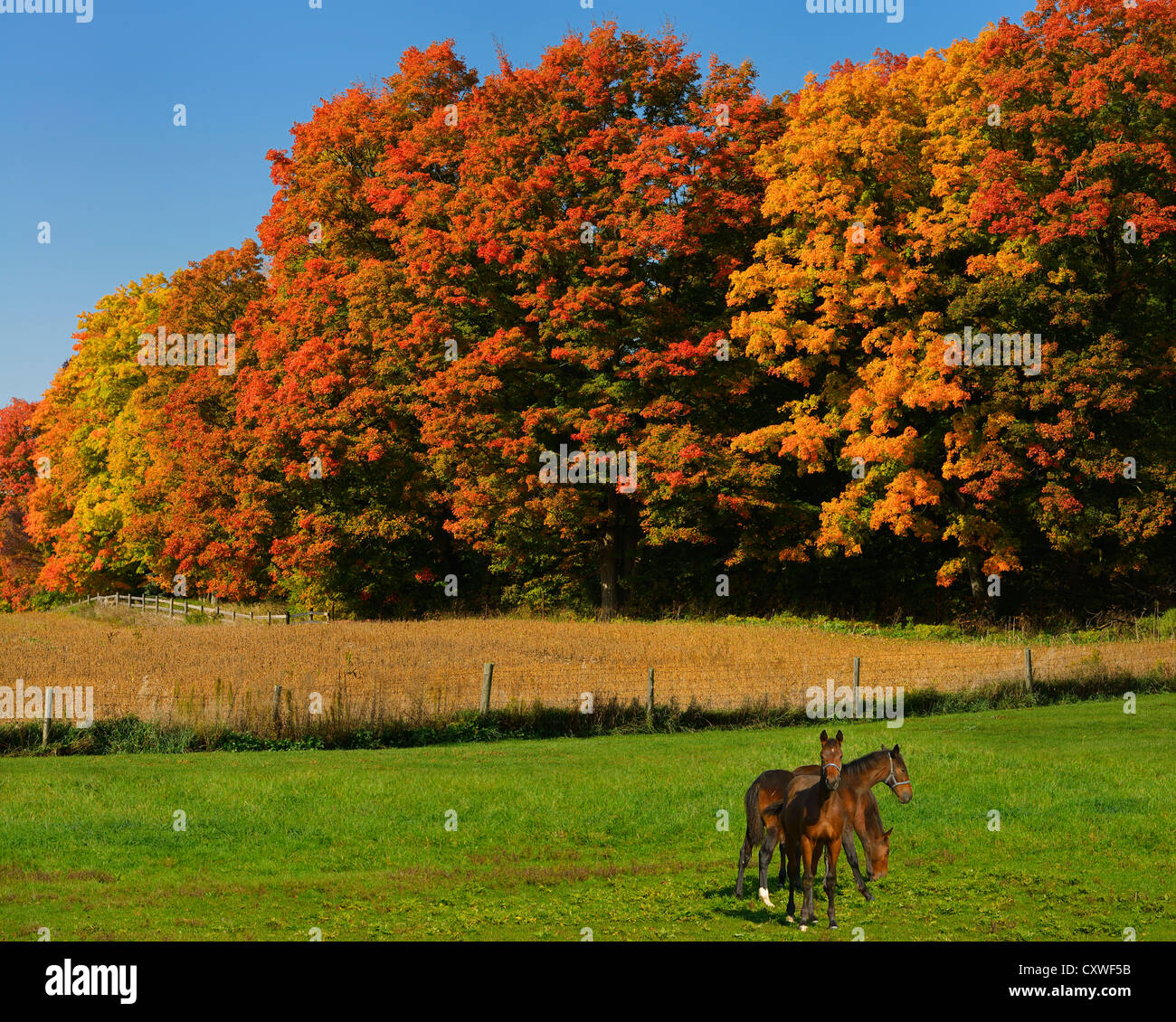 Three brown horses in a field with red maple trees in the Fall in Caledon Ontario Stock Photo
