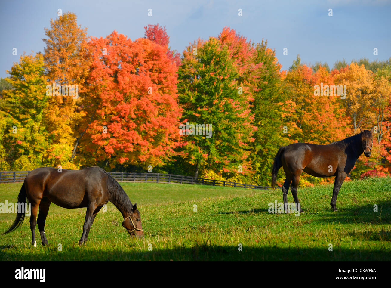 Two brown horses in a paddock with red Fall maple trees in rural Caledon Ontario Canada Stock Photo