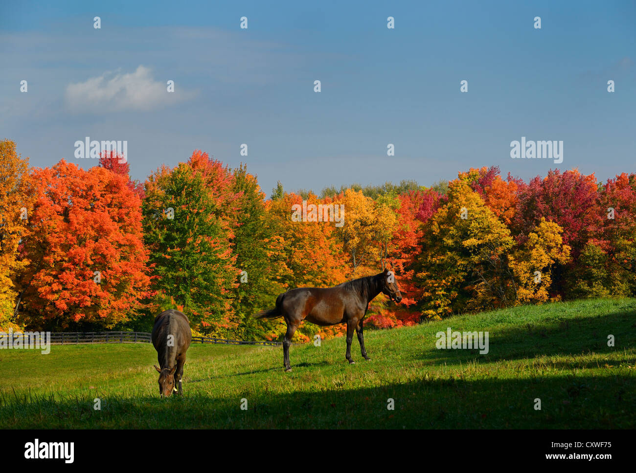 Two brown horses in a paddock with red maple trees in Caledon Ontario Stock Photo