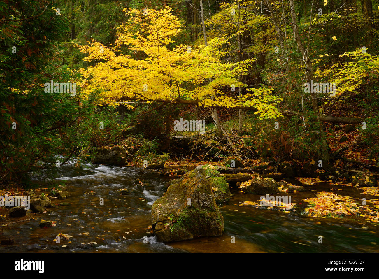 Yellow Maple tree in the Fall over the Boyne River at Hoggs Falls Flesherton Ontario Stock Photo