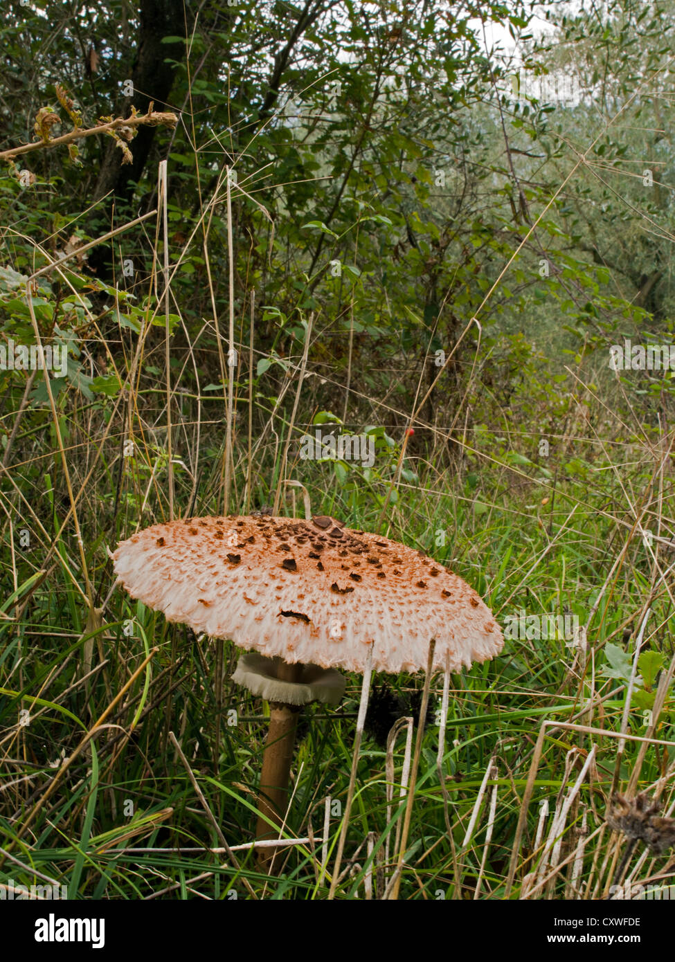 Agaricus bohusii - very large, much prized edible mushroom Stock Photo