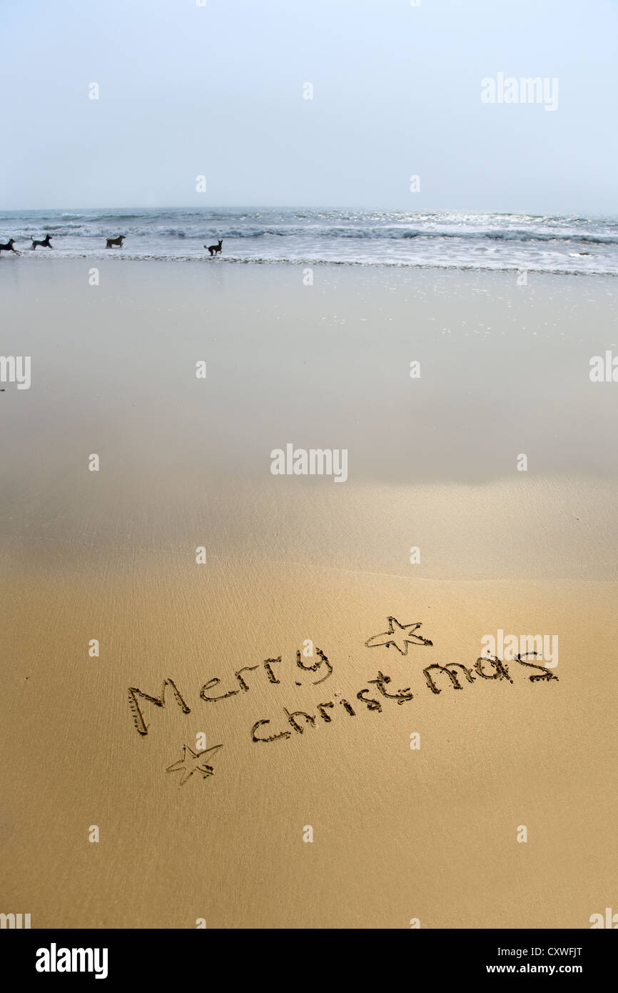 merry christmas written in sand on beach with dogs in sea Stock Photo