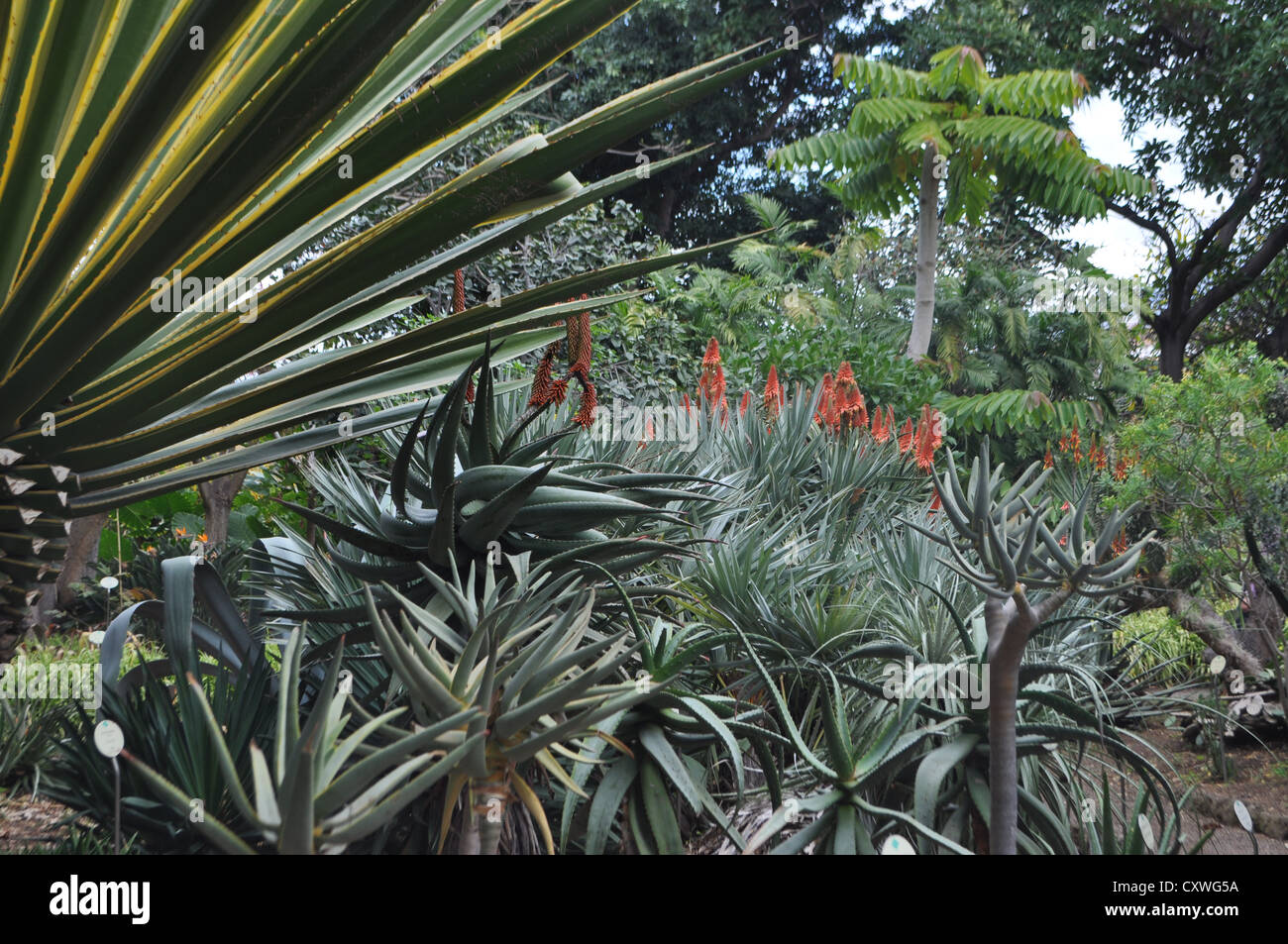 Flora of Tenerife, Canary Islands, Botanical gardens Stock Photo