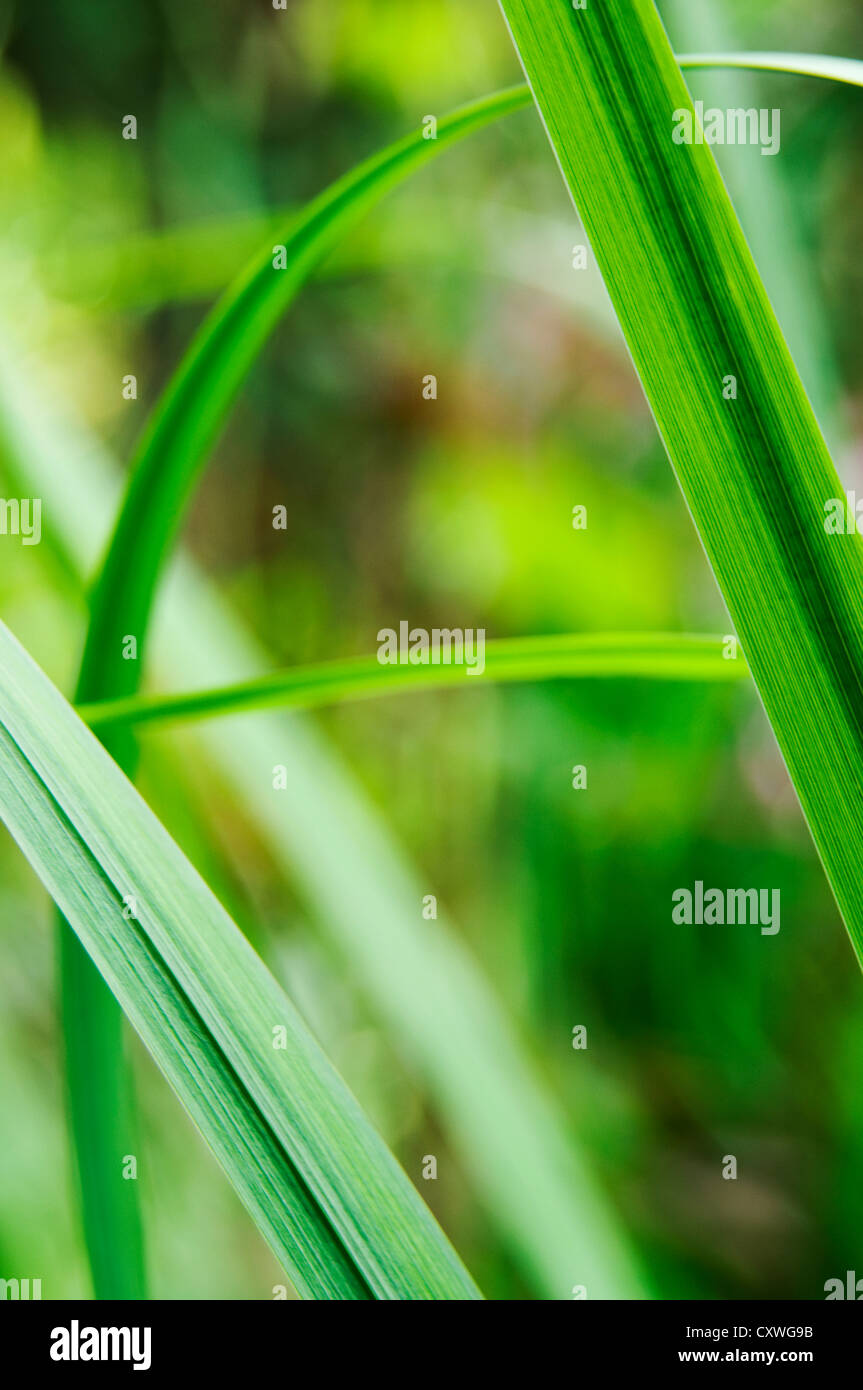 Close up of blades of grass Stock Photo Alamy