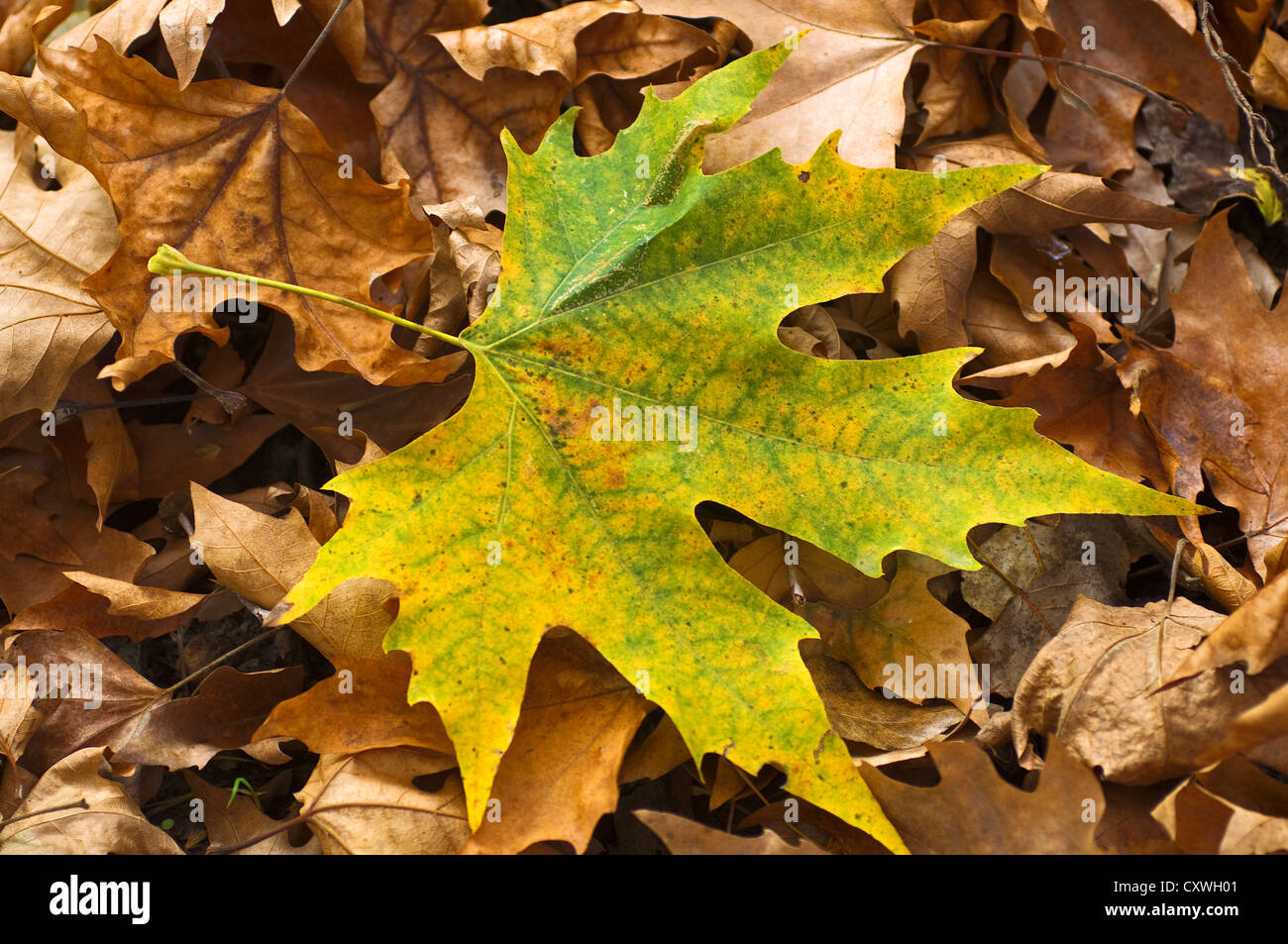 Autumnal leave of a plane tree lying on dry leaves Stock Photo